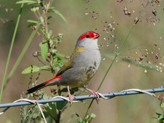 Red-browed Finch (Neochmia temporalis) perched on a wire fence feeding on grass seeds.