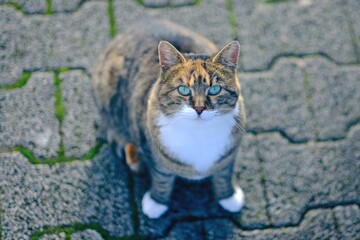 Obraz premium Cute tabby cat sitting outdoors an looking funny up to the camera. High angle view with selective focus. 