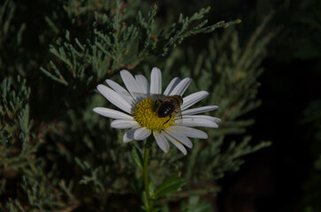 Bee Pollinating a Shasta Daisy in Sunlight Against Dark Evergreen Foliage