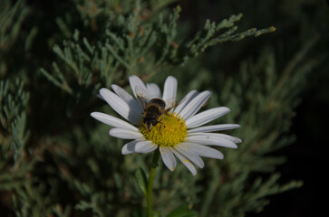 Hoverfly Pollinating White Daisy Against Dark Green Background