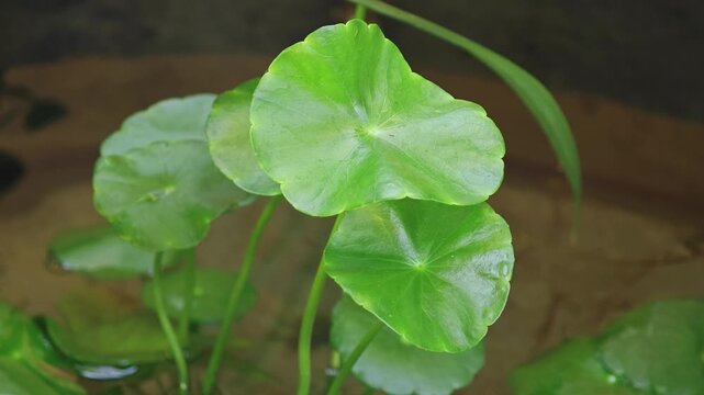 Gotu kola