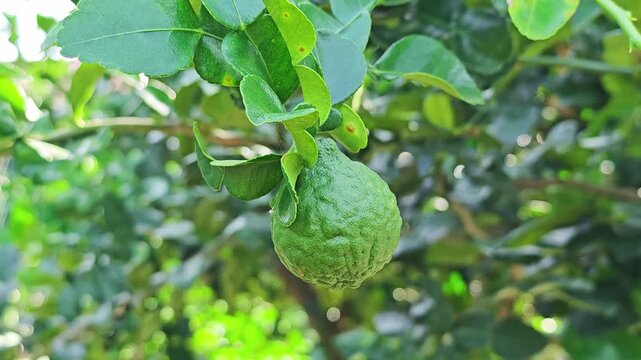 Green kaffir lime