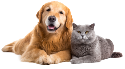 Golden Retriever Dog and British Shorthair Cat Posing Together