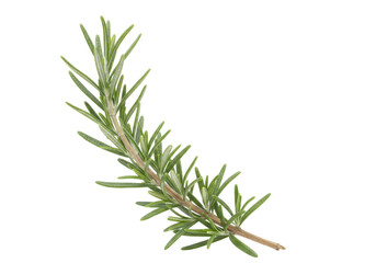 Isolated rosemary branch, a fragrant herb for cooking and flavoring food, aromatic sprig