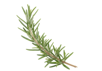 Isolated rosemary branch, a fragrant herb for cooking and flavoring food, aromatic sprig