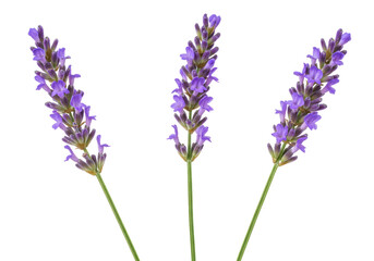Isolated bunch of lavender flowers with violet blooms and green stems against light backdrop