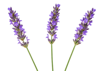 Isolated bunch of lavender flowers with violet blooms and green stems against light backdrop