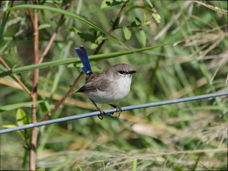 Superb Fairywren (Malurus cyaneus) juvenile male perched on a wire fence with out of focus long grass in background