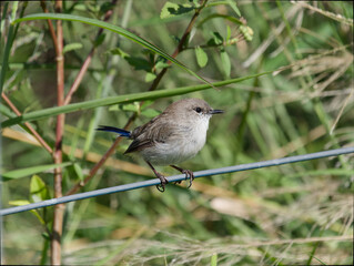 Superb Fairywren (Malurus cyaneus) juvenile male perched on a wire fence with out of focus long grass in background
