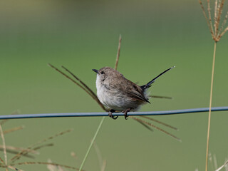 Superb Fairywren (Malurus cyaneus) juvenile male perched on a wire fence with green bokeh background.