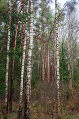 Naklejka premium Tree trunks in the autumn forest