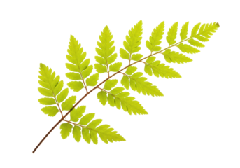 Isolated bright green fern frond against a neutral backdrop for design or decor needs