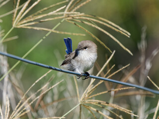 Superb Fairywren (Malurus cyaneus) juvenile male perched on a wire fence with grass stalks and green bokeh background