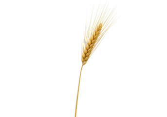Isolated single ear of wheat, grain, cereal. Golden, ripe harvest element, crop symbol