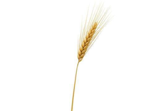 Isolated single ear of wheat, grain, cereal. Golden, ripe harvest element, crop symbol