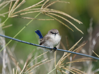 Superb Fairywren (Malurus cyaneus) juvenile male perched on a wire fence with grass stalks and green bokeh background