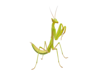 Isolated Light Green Praying Mantis Standing on a Neutral Background with Antennae Visible