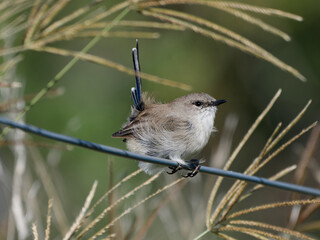 Superb Fairywren (Malurus cyaneus) juvenile male perched on a wire fence with grass stalks and green bokeh background