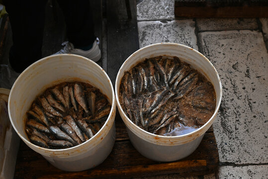 Seaux de harengs saumur&eacute;s au march&eacute; aux poissons de Split