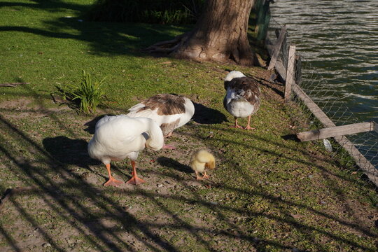 Three adult geese and a fluffy yellow gosling stand by a lakeside on green grass under warm sunlight. Peaceful family scene in nature near the water.