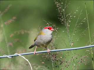 Red-browed Finch (Neochmia temporalis) perched on a wire fence feeding on grass seeds with green bokeh background.