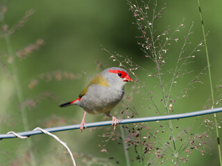 Red-browed Finch (Neochmia temporalis) perched on a wire fence feeding on grass seeds with green bokeh background.