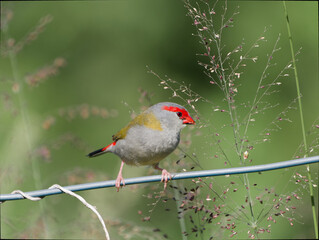 Red-browed Finch (Neochmia temporalis) perched on a wire fence feeding on grass seeds with green bokeh background.
