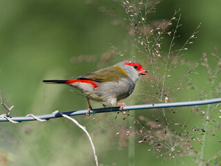 Red-browed Finch (Neochmia temporalis) perched on a wire fence feeding on grass seeds with green bokeh background.