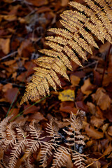 abstract golden fern texture for background