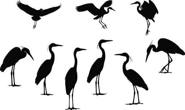 Silhouette collection of herons in various poses, standing walking flying positions, wildlife bird design, nature animal posture, cad drawing flat vector illustration