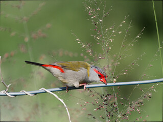 Red-browed Finch (Neochmia temporalis) perched on a wire fence feeding on grass seeds with green bokeh background.