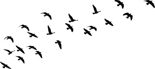 Fototapeta premium Silhouette flock of birds flying in diagonal formation, migration wildlife, nature pattern, sky movement, cad drawing flat vector illustration