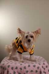 Cute Morkie Dog Wearing Bumblebee Halloween Costume