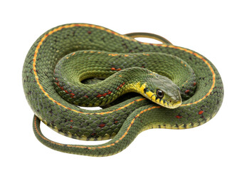 Isolated Coiled Green Snake with Yellow Stripe and Orange Spots on a Plain Background