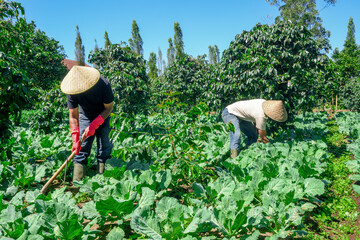 Hardworking Farmers Tending Lush Fields Under Vibrant Blue Sky