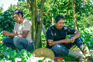 Two Farmers Rest and Enjoy Fresh Fruit After Hard Days Work on Plantation