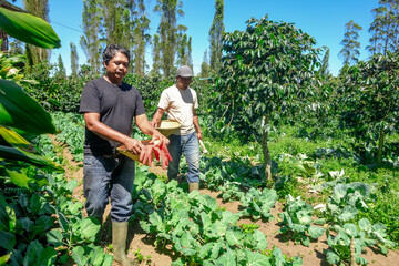 Farmers Cultivate Crops in Beautiful Countryside