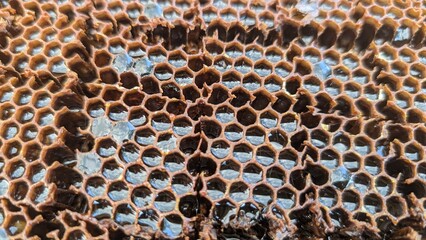 closeup of hive activity, glistening nectar droplets and capped brood in warm apiary environment