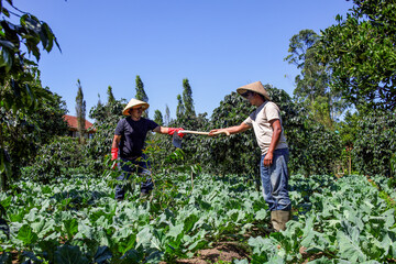 Farmers Working Together Tending to Crops in Vibrant Field