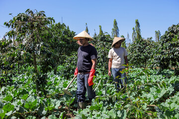 Authentic Coffee Farmers Tending Crops in Lush Green Fields Under Bright Blue Sky