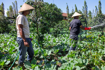 Farmers Watering Vibrant Crops in Lush Green Field Showcasing Sustainable Agriculture