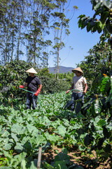 Two Farmers Watering Crops in Lush Field Showcasing Sustainable Agriculture and Beauty of Rural Life