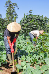 Farmers Tend Vibrant Crops in Sunlit Fields