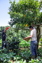 Two Farmers Harvest Fresh Oranges From Tree on Sunny Day at Orchard