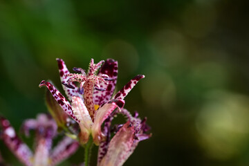 秋の花　ホトトギスの鮮やかな花びら