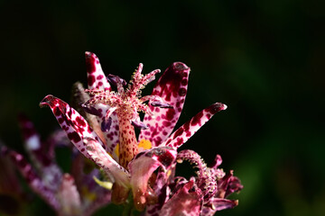 秋の花　ホトトギスの鮮やかな花びら