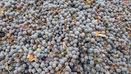 vineyard grape scene, vast pile of blue grapes with stems and dusty coating indicating wine