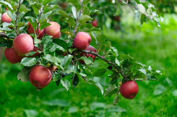 Red apples grow on tree in the orchard