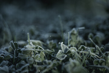 The clover and grass leaves were covered with frost early in the morning.
