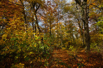 english garden in autumn, scenic landscape